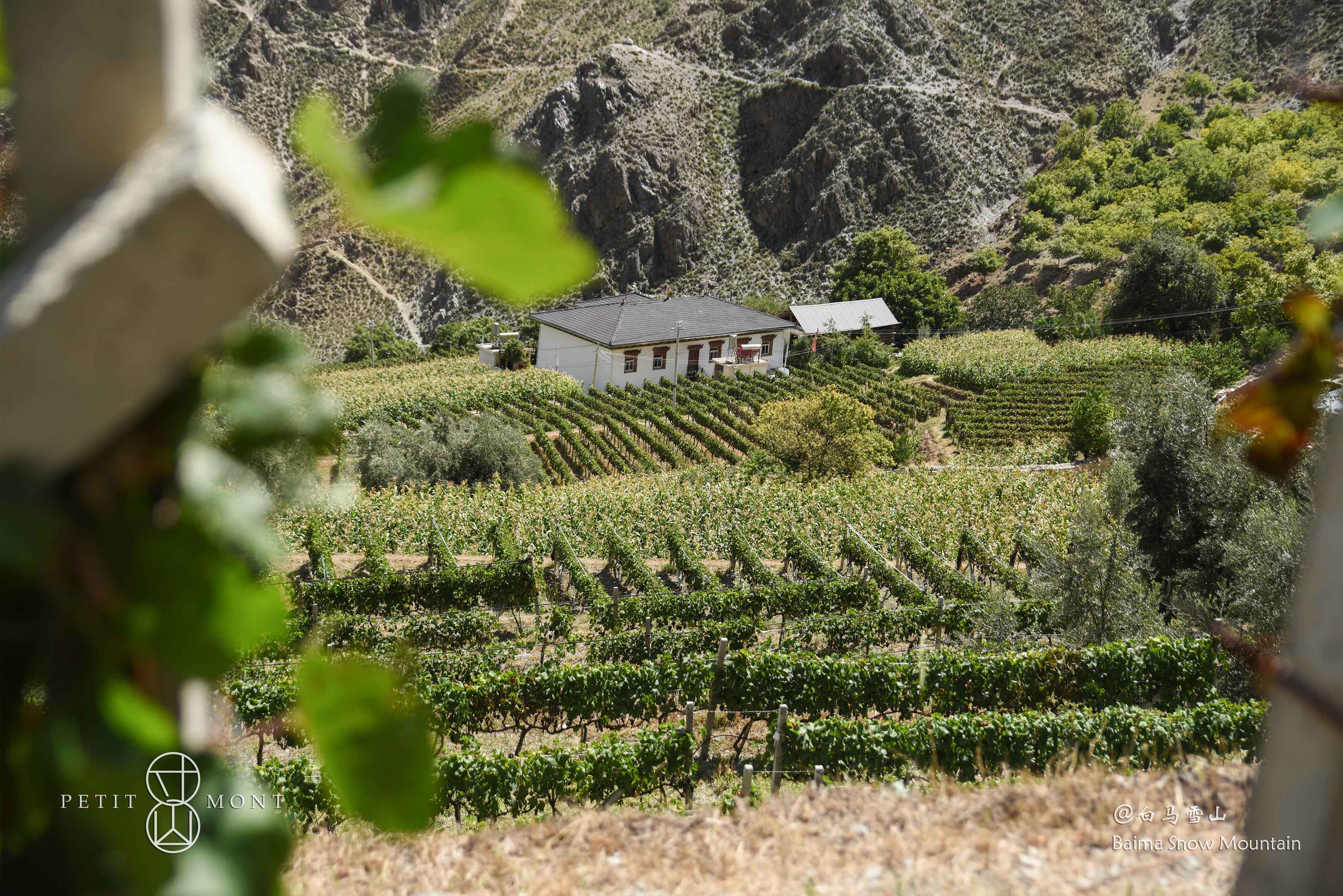 由西往东签约寸山酒庄，成为中国内地酒店、餐饮渠道独家代理经销商